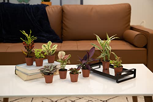 Mini Houseplants X4389