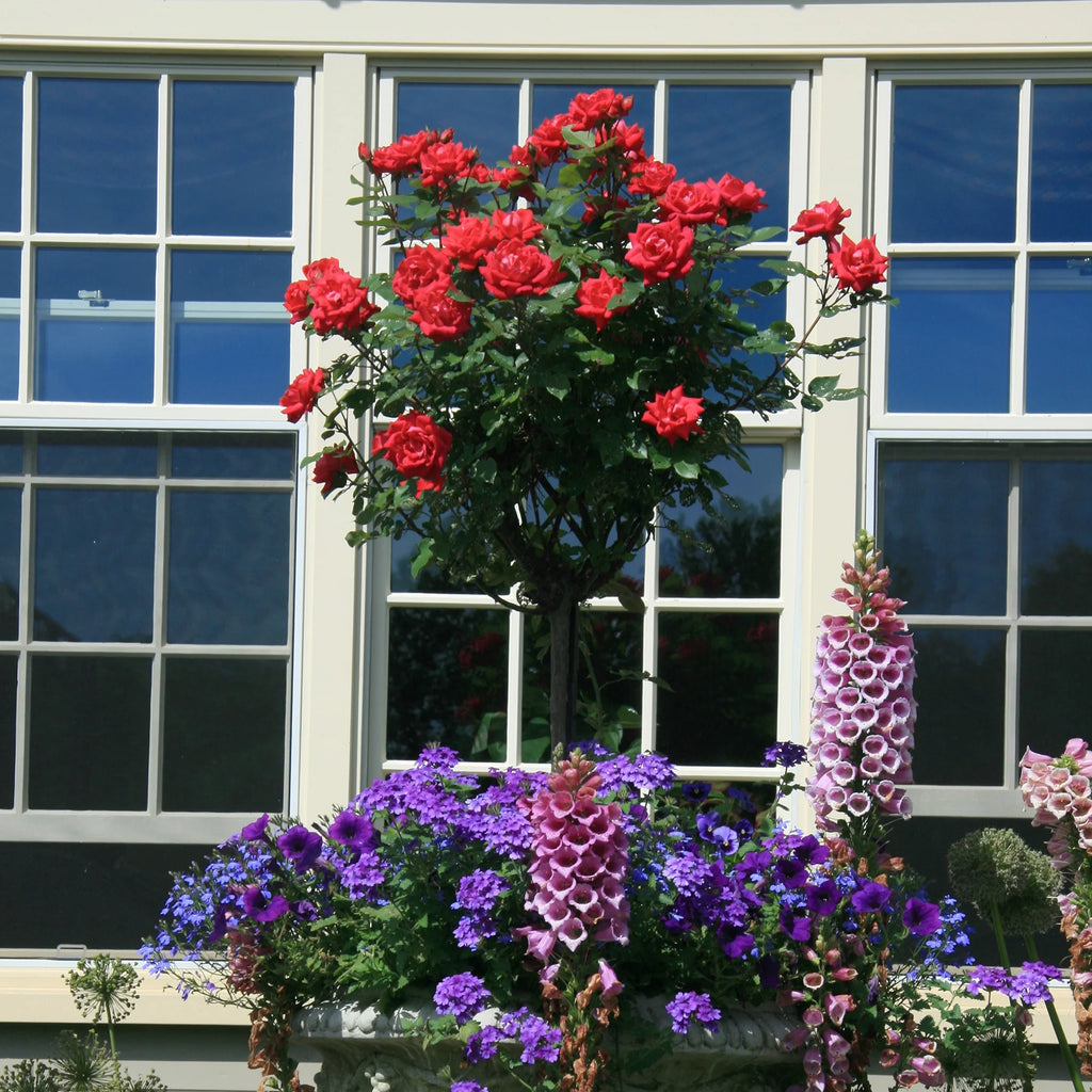 Rose Plant with Cherry Red Blooms 3 Gallon Q34170