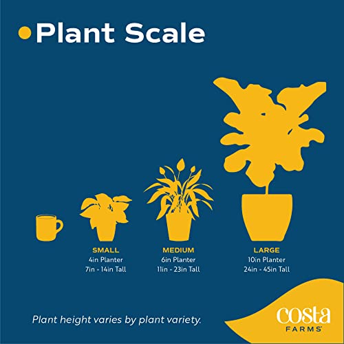 Mini Houseplants X4389