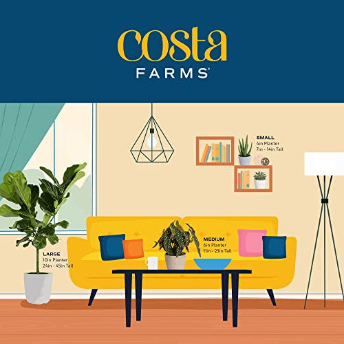 Mini Houseplants X4389