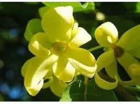 Fragrance Oil 4 Oz Y378937