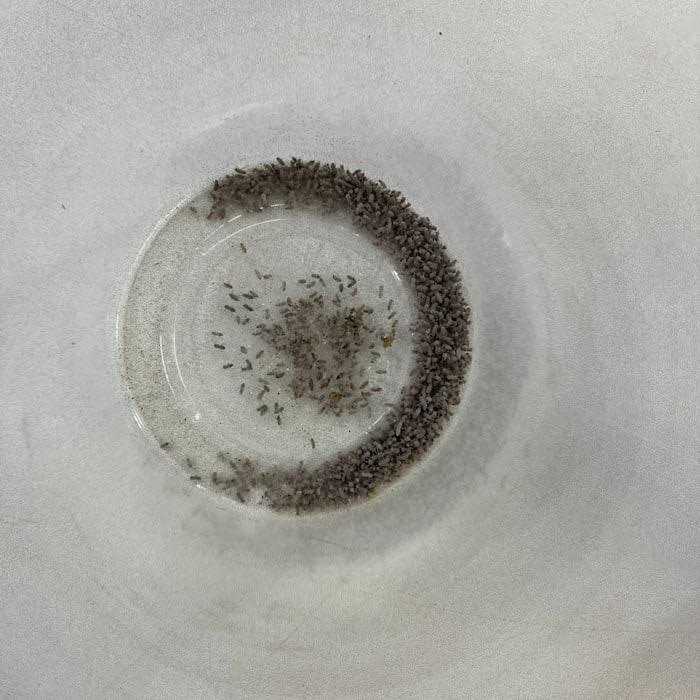 Wingless Drosophila Melanogaster Fruit Fly Culture I21253
