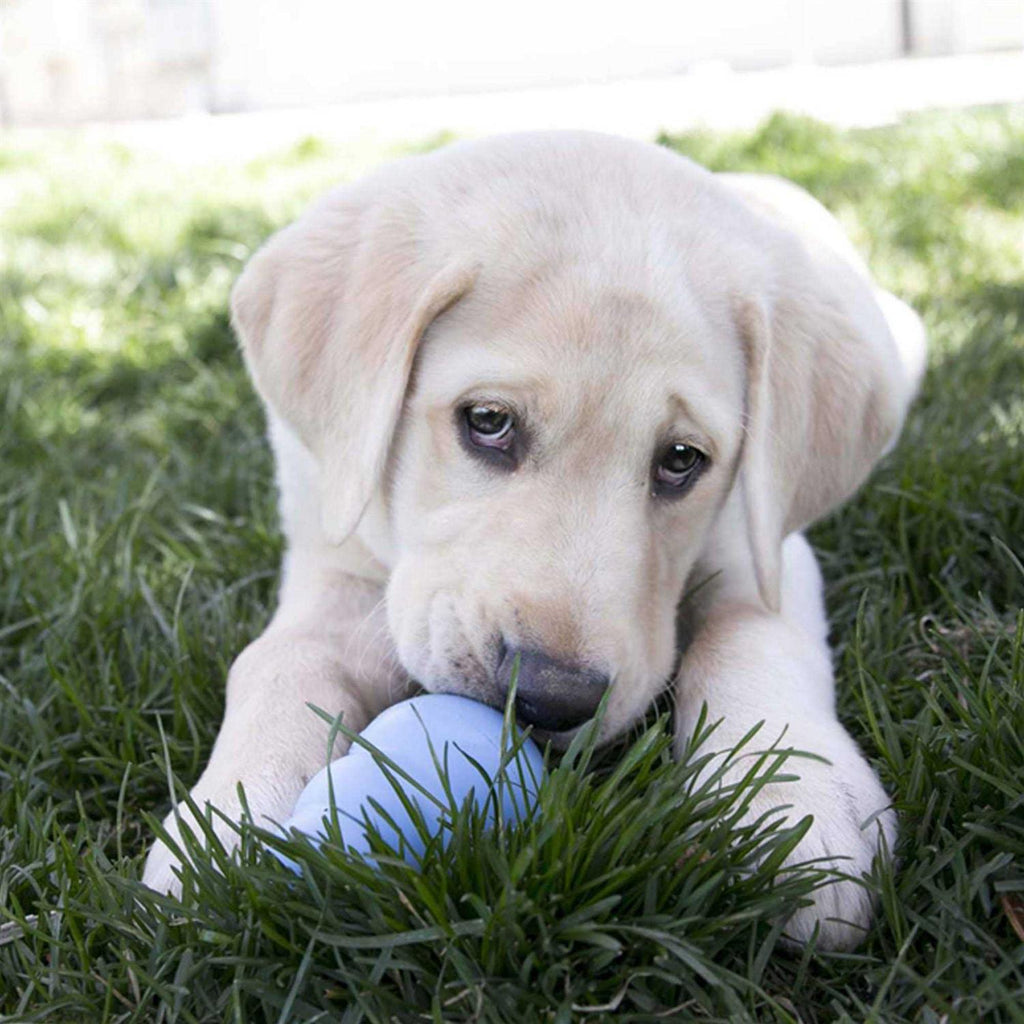 Puppy Toy X45201