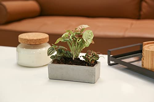 Mini Houseplants X4389