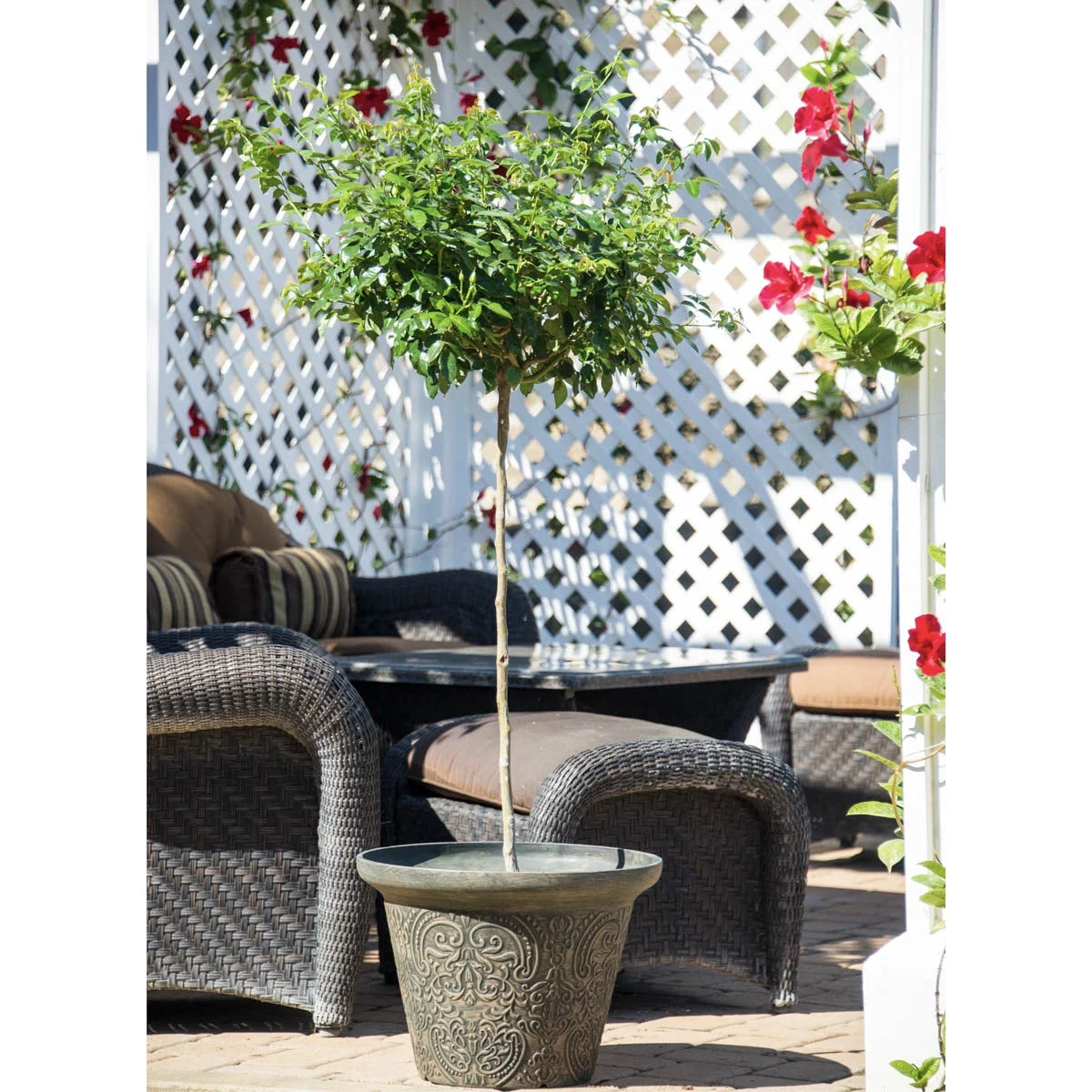 Burgundy Floribunda Tree Rose Bare Root (1-Pack) T321269