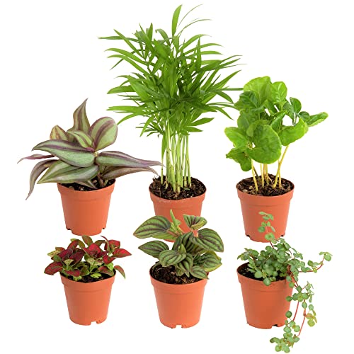 Mini Houseplants X4389