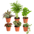 Mini Houseplants X4389