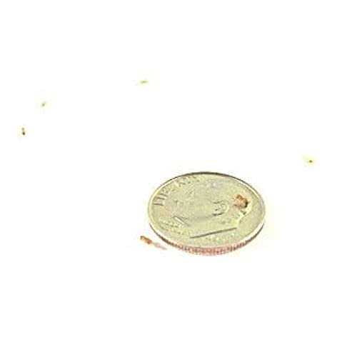 Wingless Drosophila Melanogaster Fruit Fly Culture I21253