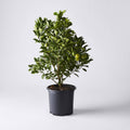 Calamondin Orange Tree U93888