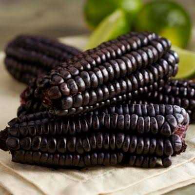 Purple Corn Cob H2829