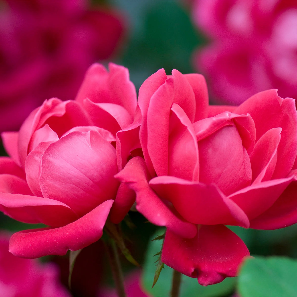 Rose Plant with Cherry Red Blooms 3 Gallon Q34170
