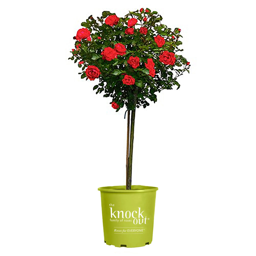 Rose Plant with Cherry Red Blooms 3 Gallon Q34170