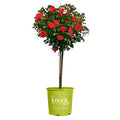 Rose Plant with Cherry Red Blooms 3 Gallon Q34170