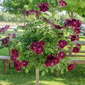 Burgundy Floribunda Tree Rose Bare Root (1-Pack) T321269