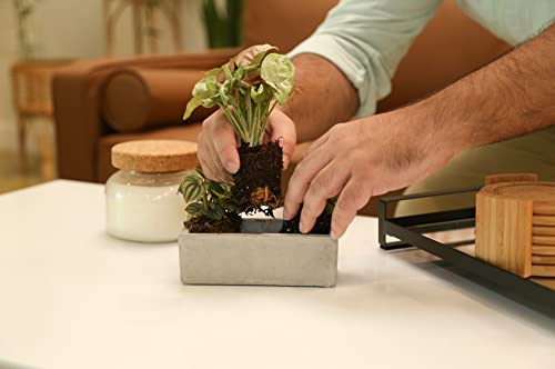 Mini Houseplants X4389