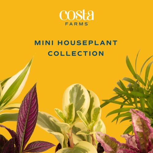 Mini Houseplants X4389