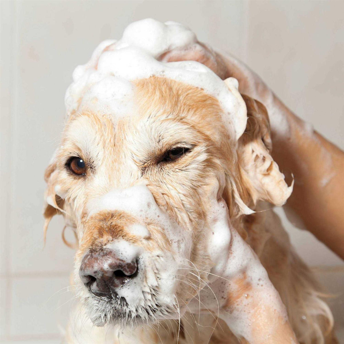 Oatmeal Coconut Lime Verbena Shampoo Concentrate H87530