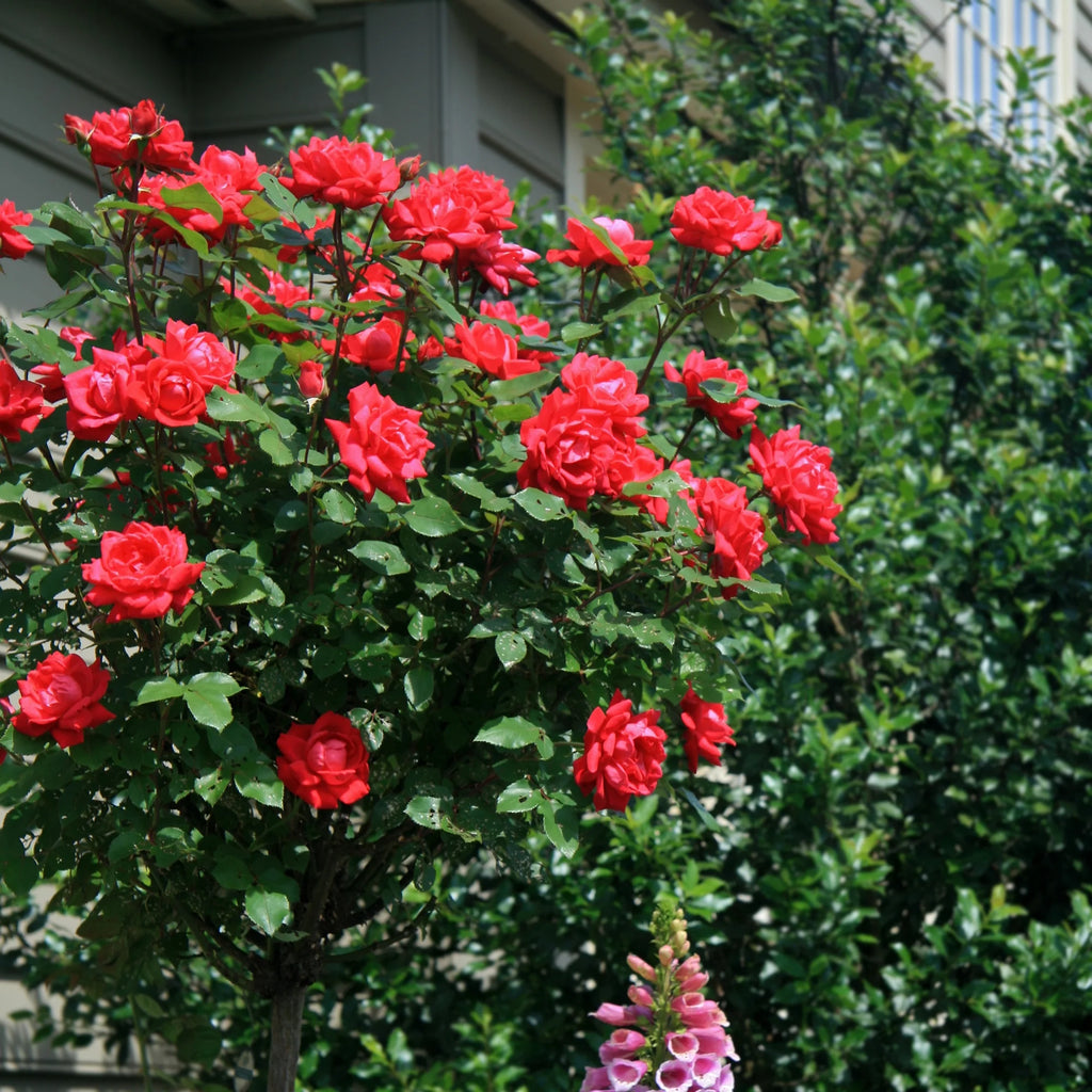Rose Plant with Cherry Red Blooms 3 Gallon Q34170