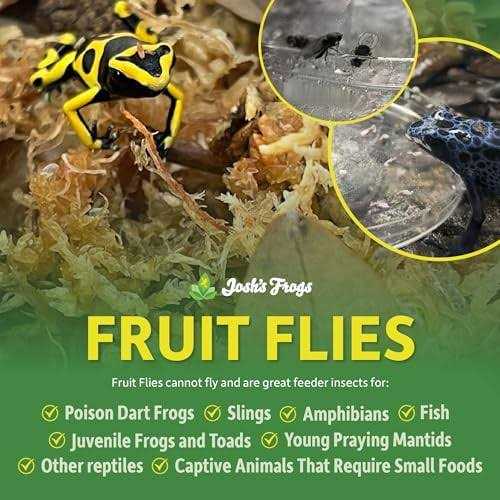 Wingless Drosophila Melanogaster Fruit Fly Culture I21253