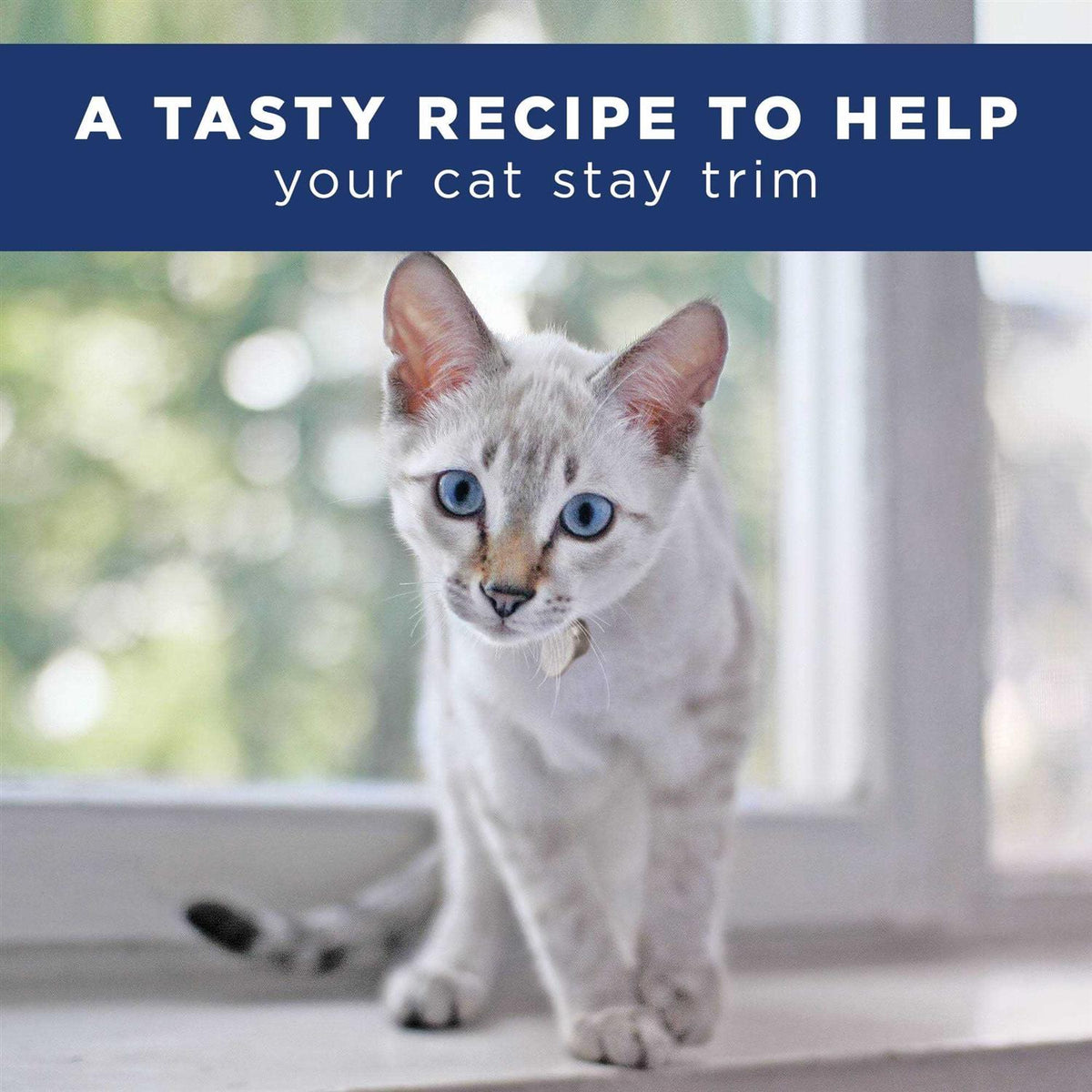 Adult Dry Cat Food S451393