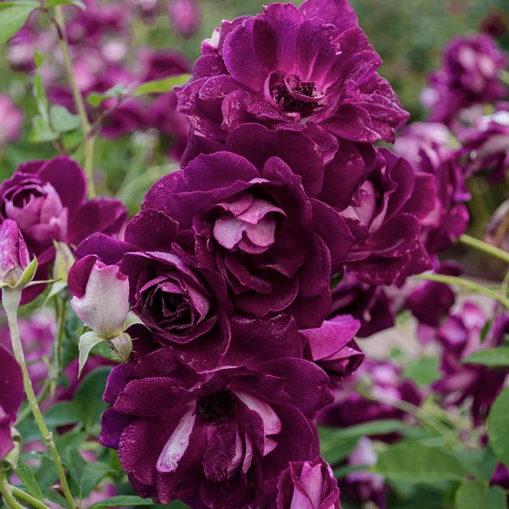 Burgundy Floribunda Tree Rose Bare Root (1-Pack) T321269