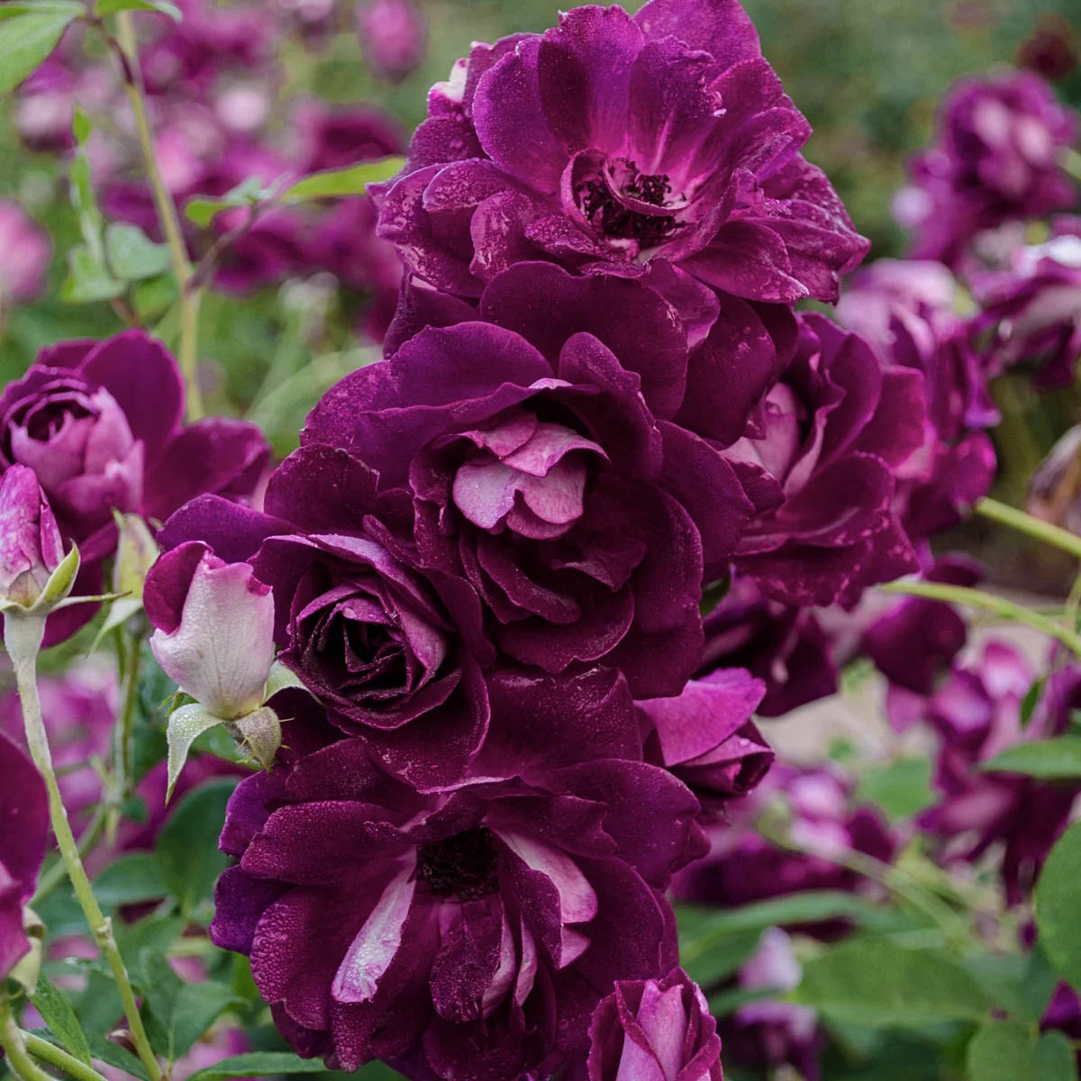 Burgundy Floribunda Tree Rose Bare Root (1-Pack) T321269