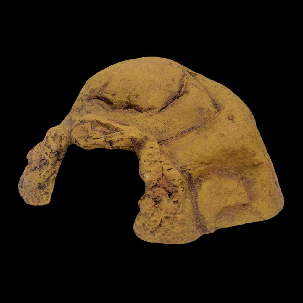 Reptile Hiding Cave V513891