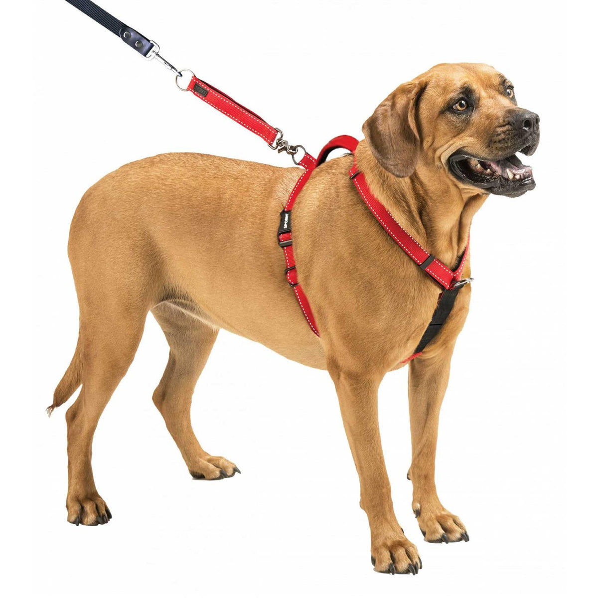 Harness G46530