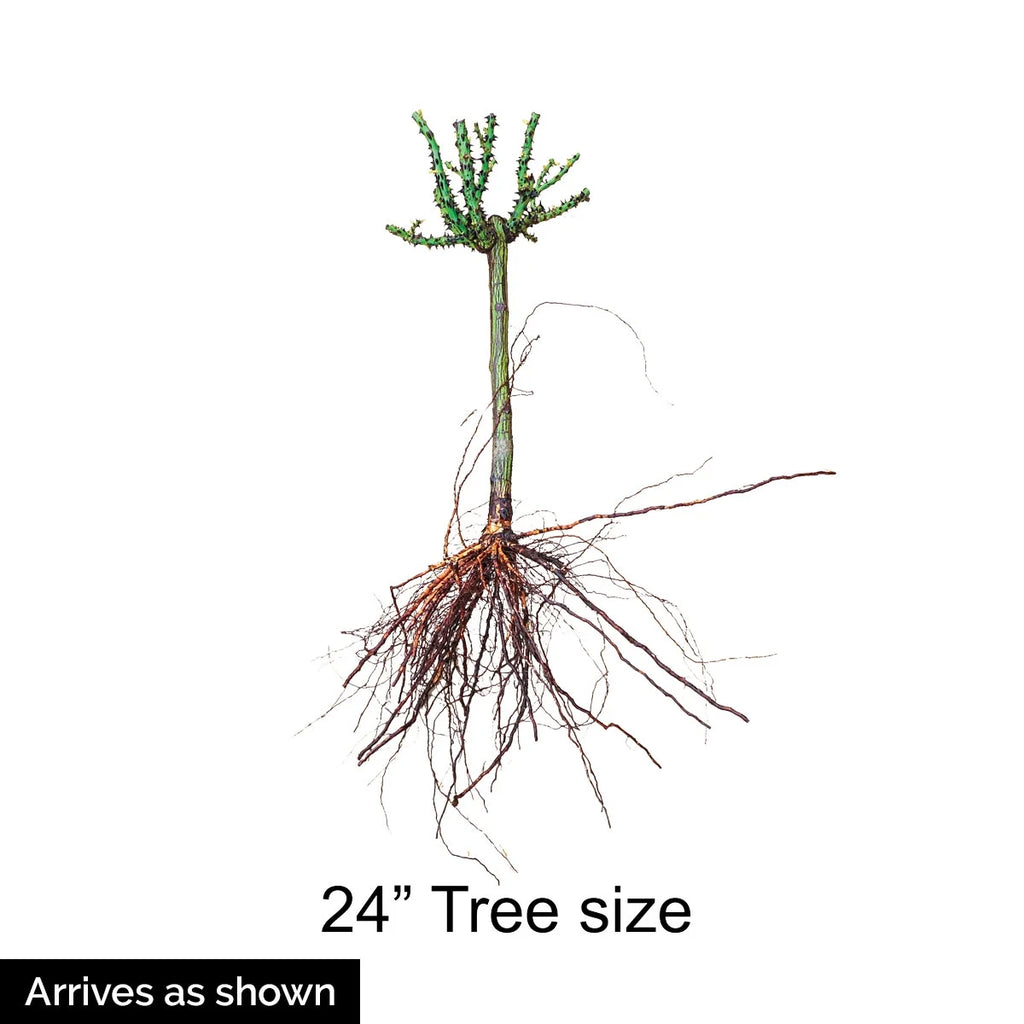 Burgundy Floribunda Tree Rose Bare Root (1-Pack) T321269