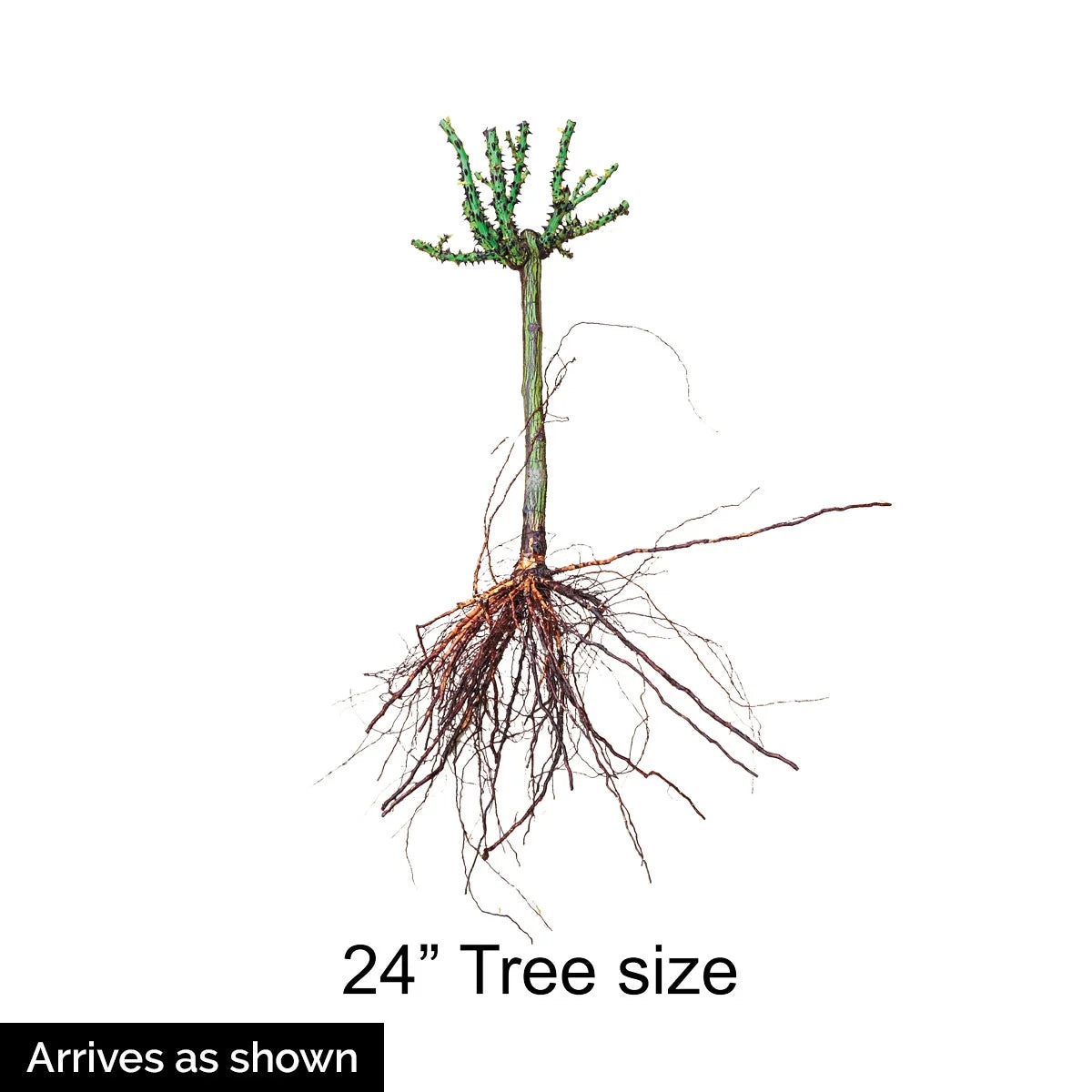 Burgundy Floribunda Tree Rose Bare Root (1-Pack) T321269
