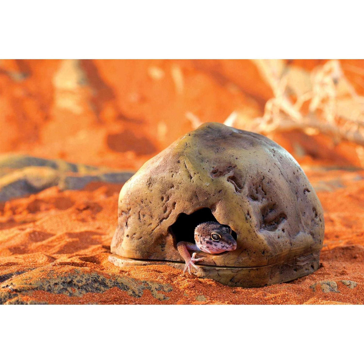 Gecko Cave V60096