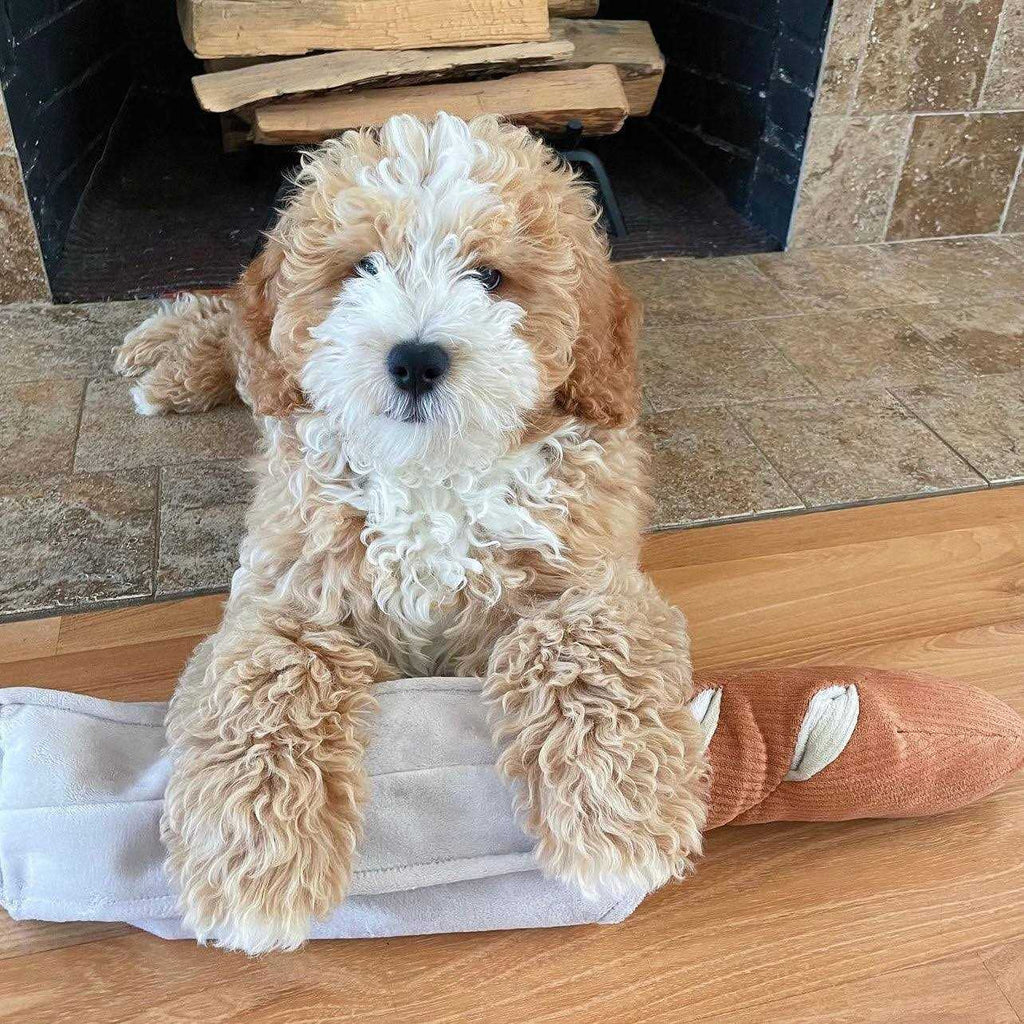 Dog Toy F37752